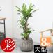 �ϗt�A�� �{�� �K���̖� �h���Z�i�E�}�b�T���Q�A�i 8���� �{�[���o�X�P�b�g���J�o�[�t