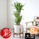 �ϗt�A�� �{�� �K���̖� �h���Z�i�E�}�b�T���Q�A�i 8���� ���[�P�g���J�o�[�t �X�^���h