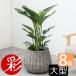 �ϗt�A�� �{�� �X�g�����`�A �I�[�K�X�^ 8���� �{�[���o�X�P�b�g���J�o�[�t �Z�b�g ��^ �썑��