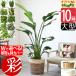  декоративное растение подлинный товар можно выбрать 10 номер горшок горшок с покрытием комплект . удача. дерево Augusta юкка Schefflera arboricola fi rental * лобстер каучуковое дерево pothos man g-kazla