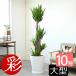 �ϗt�A�� �{�� ���b�J�E�G���t�@���e�B�y�X 10���� �����픫�J�o�[�t�� �Z�b�g �t�@�C�o�[�N���C �����ɋ��� �N�̖� �N�̎� ��^ �ʔ�