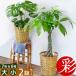 �ϗt�A�� �{�� 6���{7���� 2���Z�b�g ��� �I�ׂ� ���J�o�[�t�� ��^ ���^ �����X�e�� �T���X�x���A ���b�J �p�L�� �h���Z�i