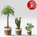 �u�������Ńv���d�l�I �ϗt�A�� 3��Z�b�g�i10���E8���E6��)�p�L���T���X�x���A  �����X�e�� ���J�o�[�t�� [�C���e���A/�V�z�j��/�J�X�j��/��^/���^/���^/�n