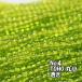 TOHO �r�[�Y �ۏ� ���ʂ��r�[�Y �� (10��) T4 ���� �r�[�Y ���� ( �C�G���[�O���[�� )