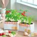  культивирование комплект культивирование комплект мини помидоры базилик Mini Carrot симпатичный . новый керамика eko eg ракушка подарок рекомендация 