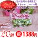 《送料無料》 《冬期限定》 Lindt リンツ リンドール チョコレート ストロベリー 10個 ＆ 抹茶 10個 （計20個）