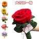 ��|���[�� ���� �ԑ� �͂�Ȃ��� ��� �J���[���[�� �L�b�g ���� ���[���h�[�� ���[���A�[�g ���[�� ���� ����L�b�g �H�샂�[�� �ʂ������