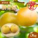  груша есть перевод 5kg новый . Izumi Tottori префектура производство 9~18 шар бесплатная доставка ...... дом для нет нет .. большой сельское хозяйство .8 месяц последняя декада отправка предположительно предварительный заказ товар . голова уезд 