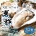 [ Tottori префектура производство скала gaki] лето блестящий большой размер 5 штук (1 шт /500g класс )6 месяц 10 день после отправка 