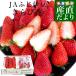  Shizuoka префектура .. прямая поставка от производителя JA... бобы premium клубника прекрасное платье ..DX примерно 520g( примерно 260g×2P) бесплатная доставка DX модель . клубника * прохладный рейс отправка 