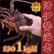  Исэ город море .1.0kg передний и задний (до и после) ×1 хвост есть перевод Tokushima префектура производство натуральный лангуст праздник длина . праздник . подарок ..