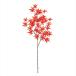 [ зеленый leaf суккулентное растение . лист o-tam leaf ] осень красота клен #9 OR|RD fg004884-009 0[ Tokyo .]
