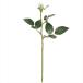 [ консервированный цветок pli вынос руля pli вынос руля ]pli вынос руля rose grande GREEN fg010648-zzz[ Tokyo .]