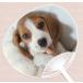. собака *. кошка веер "uchiwa" серии [ Beagle ]