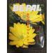 BE-PAL( Be Pal )2000 год 3 месяц номер gun ko родители . бренд ...!