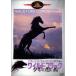  wild * черный / подросток. чёрный . лошадь DVD