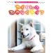  Shonan животное production официальный DVD kai kun. . прекрасное платье . жизнь 
