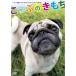 [ брак невозможно мужчина ]. Pug собака * талон Chan. DVD [.... . моти ]