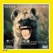  Savanna. .. лев . - Iena DVD