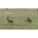  wild жизнь Africa большой Savanna . еда . на мясо еда . сырой ... ..DVD