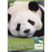 животное * planet mi-to* The * Panda ~ впервые .. ....~ DVD