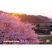virtual trip Sakura nostalgia DVD