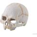 [J]ekizo tera Skull S PT2926(1 штук )