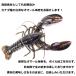 �I�}�[���C�V �Ⓚ ��400-600g �J�i�_�Y �� ����M �z�[��  �I�}�[�� ���u�X�^�[ �I�}�[�G���G�r�E�I�}�[���C�V�E �֘A�摜1