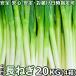 【3日以内発送】長ねぎ 20kg ＜5キロ×4箱＞ 業務用 中国産 Lサイズ 白ネギ 厳選野菜 鮮度が良い長葱【業務用大量販売可】【国内検品済出荷】【定期購入対応可】