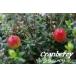 �G�N���N�e�B�b�N �N�����x���[ 90�J�v�Z��/�� ECLECTIC I NSTITUTE Cranberry �n�[�u �T�v�������g �֘A�摜1
