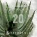 [ семена ] алоэ Acre a-taAloe aculeata 20 шарик l суккулентное растение алоэ редкий товар вид декоративное растение реальный сырой 