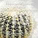 [ семена ]ekinokaktasgru Sony aru винт pinasEchinocactus grusonii albispinus 10 шарик l белый . золотой .