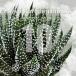 [ семена ] - oru Cheer maru канава tifelaHaworthia margaritifera 10 шарик l суккулентное растение . лист серия .. растения редкий реальный сырой 