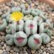 [ семена ]konofitsumpageaeConophytum pageae 100 шарик l.... симпатичный .mesen суккулентное растение 