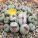 [ семена ]konofitsumpageaeConophytum pageae 50 шарик l.... симпатичный .mesen суккулентное растение 