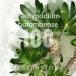 [ семена ]pakipotium ho long Ben sePachypodium horombense 100 шарик l. корень растения ko- Dex колокольчик . редкий реальный сырой 