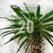 [ семена ]pakipotium ламе Ray Pachypodium lamerei сон . палка 20 шарик l начинающий предназначенный рост . ранний ko- Dex 