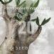 [ семена ]pakipotiuminopinatsumPachypodium rosulatum var. inopinatum 20 шарик l. корень растения ko- Dex белый 