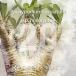 [ семена ]pakipotiumma Cayenne sePachypodium rosulatum ssp. makayense 20 шарик l. корень растения ko- Dex ..