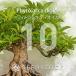 [ семена ]fito лак Dio кальмар Phytolacca dioica 10 шарик l. корень растения ko- Dex Mexico yama лопух редкий реальный сырой 