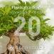 [ семена ]fito лак Dio кальмар Phytolacca dioica 20 шарик l. корень растения ko- Dex Mexico yama лопух редкий реальный сырой 