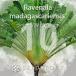 [ семена ]labena лама da газ kalien sisRavenala madagascariensis 10 шарик l декоративное растение . человек. дерево Nankoku способ огромный реальный сырой 
