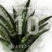 [ семена ] солнечный sebe задний echiopikaSansevieria aethiopica 10 шарик l. лист серия декоративное растение солнечный sebe задний . реальный сырой редкий вид 