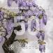 [ семена ]boru солнечный подвеска spec sio подвеска Bolusanthus speciosus 50 шарик l wild wis терьер Hanaki редкий глициния реальный сырой 
