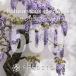 [ семена ]boru солнечный подвеска spec sio подвеска Bolusanthus speciosus 500 шарик l wild wis терьер Hanaki редкий глициния реальный сырой 