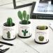  культивирование комплект салон кактус CACTUS de CACTUS вид симпатичный модный зеленый интерьер украшение body . маленький подарок ... час растения 