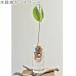 �t�����[�x�[�X �K���X �ԕr �X�p�C�X BULB VASE LONG KEGY4070 �o���u�x�[�X �� ���� ���͔| �q���V���X