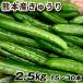  огурец 2.5kg 15шт.@~30шт.@ Kumamoto производство овощи каждый день. обеденный стол . рефрижератор рейс бесплатная доставка еда . покупка 