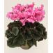  основы бесплатная доставка! цикламен персидский Camry розовый 6 размер /6 номер [.... .. моти цикламен персидский ]