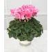 [ предварительный заказ распродажа ] основы бесплатная доставка! цикламен персидский Dream розовый 6 размер /6 номер [.... .. моти цикламен персидский ]